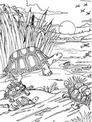 Coloring Book (Adult)