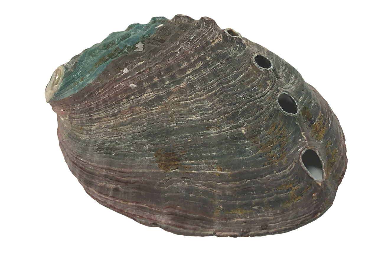 Smuge Shell Natural Abalone Smudge Shell