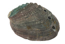 Natural Abalone Smudge Shell