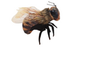 Finger Puppet Bee