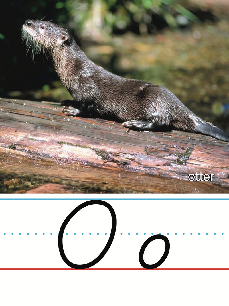 Manuscript Alphabet Line