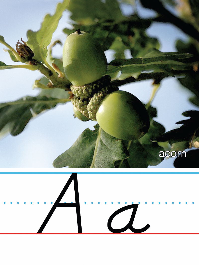Manuscript Alphabet Line