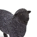 Black Sheep (Limited Quantity)
