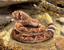 Hand Puppet - Rattlesnake