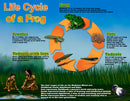 Life Cycle Poster