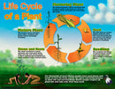 Life Cycle Poster