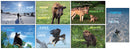 Animal Baby Seven Teaching Poster Set