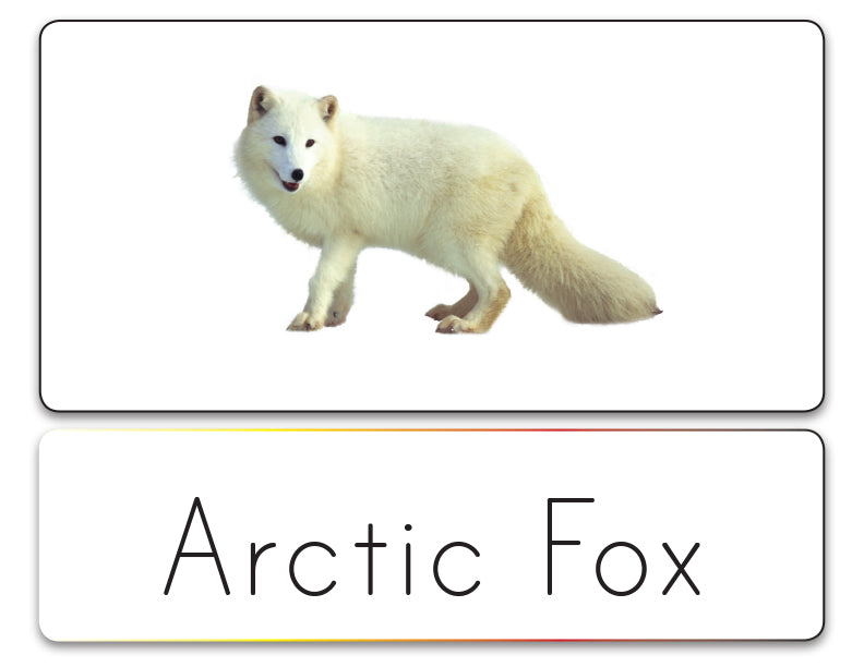 Word List (Arctic)