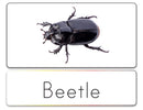 Word List (Insects)