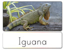 Word List (Reptiles)