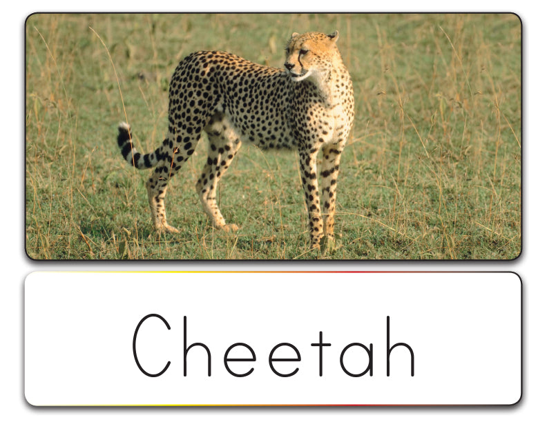 Word List (Safari Animals)