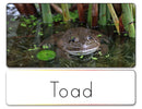 Word List (Pond Life)